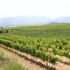 Vista general de vinyes a la zona de Tremp, a la comarca del Pallars Jussà, en una imatge d’arxiu.