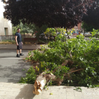 Un arbre cau a l'avinguda les Garrigues a la Bordeta