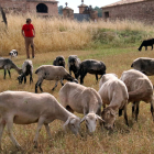 Ramat d’ovelles ripolleses a Castellfollit del Boix, al Bages.
