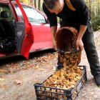 Boletaires plegant bolets al bosc ja que les pluges han fet que proliferin en totes les comarques de muntanya. - C.SANS