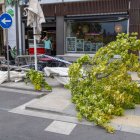 Imatge d'arxiu d'un arbre tombat pel vent durant un temporal a Lleida.