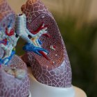 Maqueta de unos pulmones.