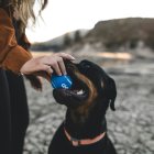 Imagen de archivo de un perro jugando con su dueña.