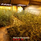 Imatge de la plantació de Puigverd.