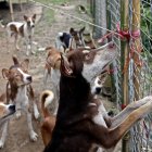 Imagen de archivo que muestra varios perros de contrabando en un albergue para animales en Shwe Pyauk, a las afueras de Yangon, Birmania.