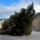 L'ajuntament de Sort tala un arbre emblemàtic del poble per seguretat