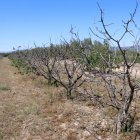 Imatge d'un camp de cirerers morts per la sequera, a la Serra d'Almos, als Guiamets.