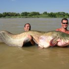 Siluro gigante en el pantano de Mequinenza