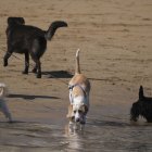 Varios perros en la playa.