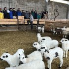 Els alumnes de l'Escola de Pastors en una classe pràctica en una granja a Enviny.