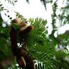 Tamarindo, una fruta con un elevado contenido en potasio.