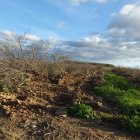 Ametllers arrancats per agricultors de Lleida pels problemes amb la varietat vairo.