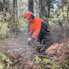 Un operari esbrancant un pi mort per un fong a un bosc de Salàs de Pallars.