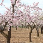 Imatges de la floració dels ametllers d'Arbeca