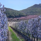 Arbres florits a la Granja d'Escarp.