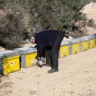 Moment de l’arribada dels ruscos que estaran a la finca experimental de Maials. - ACN