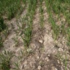 Excrements de conill en un camp sembrat de cereals a Tàrrega