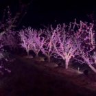 Assaig d’il·luminació nocturna de fruiters florits a Aitona. - AJUNTAMENT D’AITONA