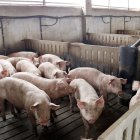 Imatge d'arxiu d'una granja de porcs a Alcarràs.