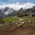 El poble de Llessui amb un ramat de vaques en primer pla.