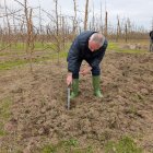 Els senglars van danyar una finca de pomeres a l’Horta de Lleida. - ASAJA