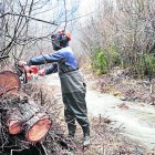 Es retiren arbres secs o malmesos propers a rius o barrancs. - A. P. S.