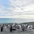 A l’Antàrtida conviuen animals com pingüins, llops marins, albatros i balenes.