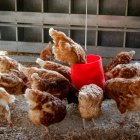 Gallinas.