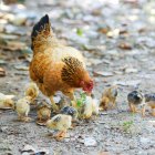 Una gallina.