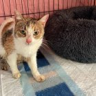 La gata, en buen estado, ha sido llevada a una clínica veterinaria para su revisión.