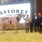 Exemplar guanyador en la 25a edició del concurs de vaca frisona. - FEDERACIÓ DE FRISONA DE CATALUNYA