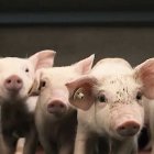 Lleida i Osca són els líders indiscutibles en producció de porcí. - INTERPORC