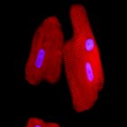Imatges microscòpiques de cardiomiòcits (cèl·lules musculars del cor) de rata en cultiu.