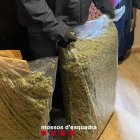 Els Mossos d’Esquadra desmantellen una plantació de marihuana a Bellaguarda