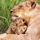 Animals, avui a RTVE Play - RTVE