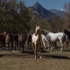 La Fundació acull als seus prats a Ribera de Cardós un ramat de 21 equins i un altre de quatre. - CAVALLS DEL PIRINEU
