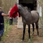 Trasllat dels animals fins al vehicle especial. - A. B. B.