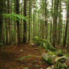 El bosque del Gerdar.