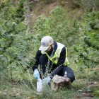 Un mosso analizaba el nivel de THC en una plantación de marihuana desmantelada en La Seu d’Urgell (Lleida) en 2023.