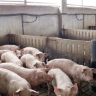 Imatge d’arxiu d’una granja d’engreix de porcs.
