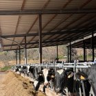 La planta rebrà les dejeccions d’aquesta granja de vaques. - C.SANS