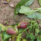 Fruita destrossada per la pedra.