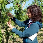 Una pèrita d'Agroseguro mostra nectarines afectades per la pedregada en una finca de Soses, al Segrià.