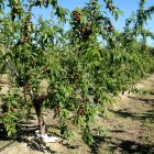 Camp de nectarines de Soses afectat per la pedregada de dissabte