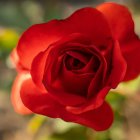 Una rosa roja.