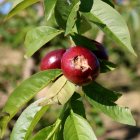 Fruits petits de nectarina afectats per la calamarsada.