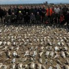 Una batuda de caça va abatre 398 conills a Torregrossa al març.