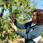Un dels primers peritatges de danys en una finca de Soses. - AMADO FORROLLA