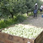 Una finca de pera blanquilla en Lleida en una imagen de archivo.