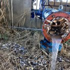 Desenes d’exemplars de peix gat de poca edat ocupaven completament el forat d’aquest filtre de canonada de la finca de Vallfogona.